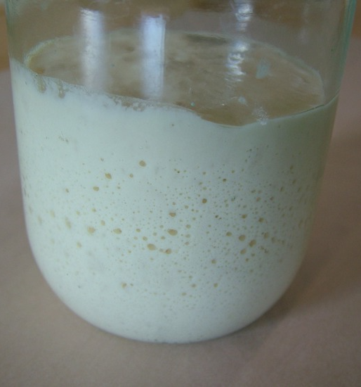 საფუარი რაიმონდ კალველის მიხედვით (2 დღეში)